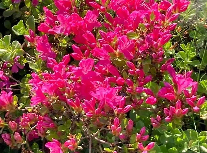 Oberstoeberl Apartamento Bischofswiesen